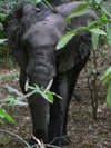 Tanzanie4
