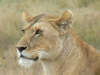 Tanzanie5