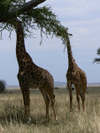 Tanzanie8