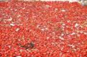 Tomates_2
