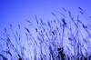 Tombe_de_nuit